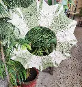 IMG_20251015_173153.webp